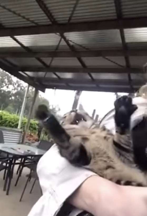 Illustration de l'article : L’incroyable réaction d’un chat qui voit la pluie pour la première fois de sa vie